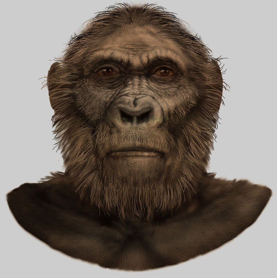 Image result for Paranthropus robustus
